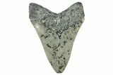 Fossil Megalodon Tooth - North Carolina #349330-2